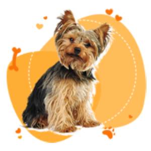 San Bernardo - Pet Happy