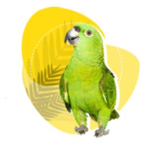 San Bernardo - Pet Happy