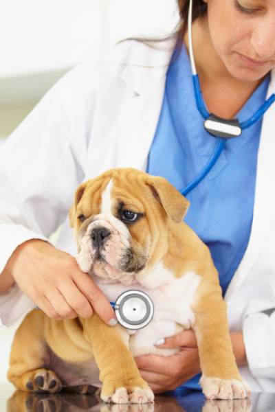cardiologia veterinaria