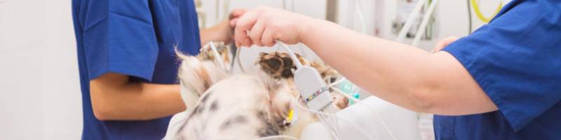 servicios veterinarios