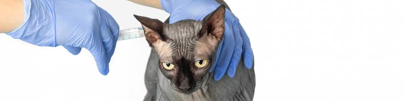 Vacunación de mascotas