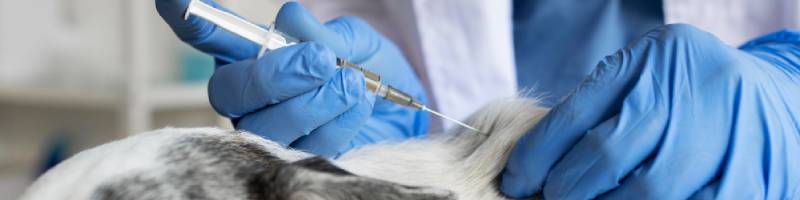 Vacunación de mascotas