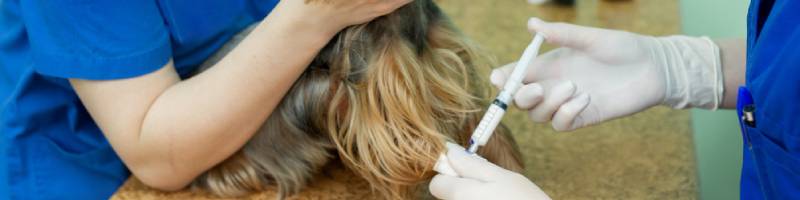 Vacunación de mascotas